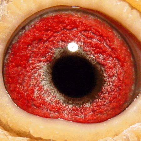 Eye: 98-0348BC Cock