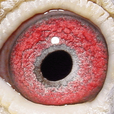Eye: 98-0732B Cock