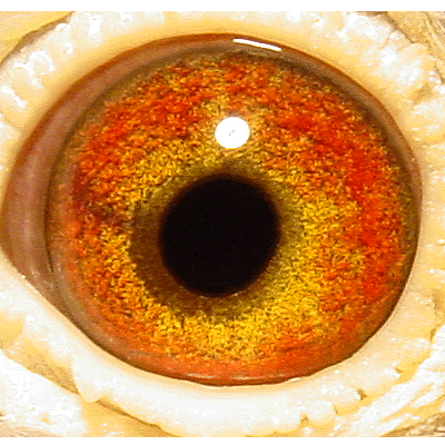 Eye: 99-2994B Hen