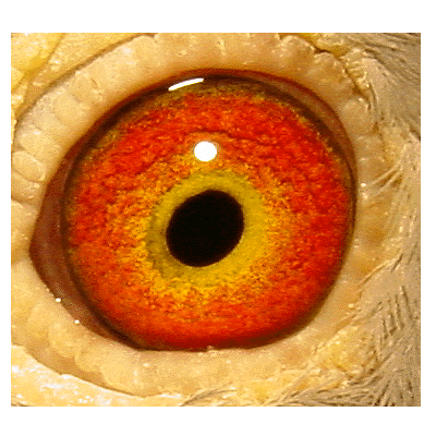 Eye: 99-7590LC Cock