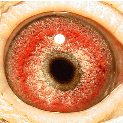 Eye: 7598BCWF Hen