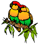 Parrots