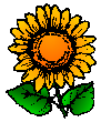Orange Sunflower