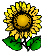 Yellow Sunflower