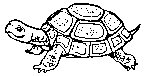 Turtle To Color