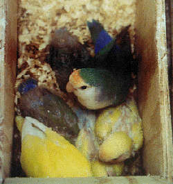 In the nestbox