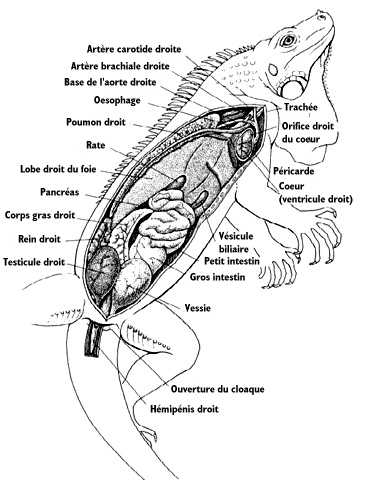 Anatomie int�rieure d'un l'iguane m�le
