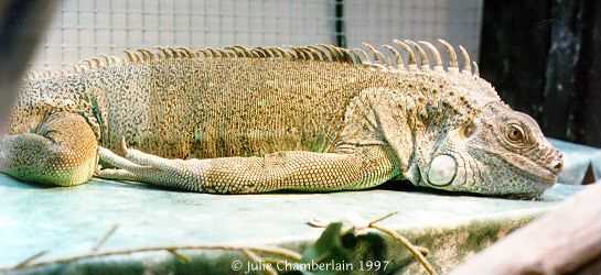 Freddie basking