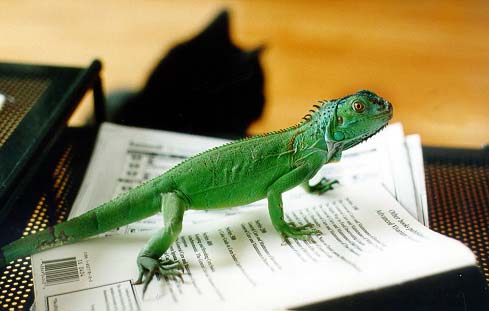 Freddie on a book