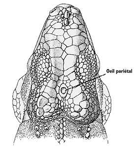 L'oeil pari�tal