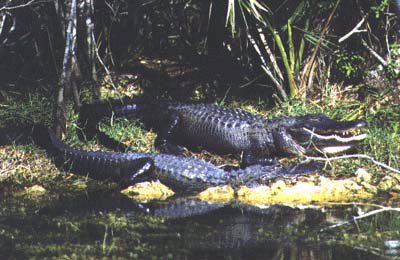 alligator.jpg