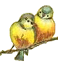 birds