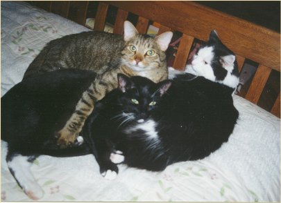 kittyball