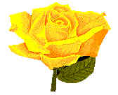 yellowrose