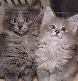 [Blue Kittens]