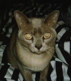 Alex (cat)