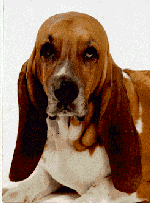 Cutest Basset in the World!