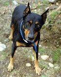 Doberman