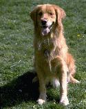 Retriever