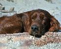 Irish Setter