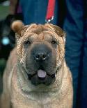 Shar-Pei