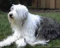 Sheepdog