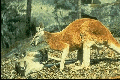 Red Roo