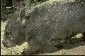 Wally Wombat