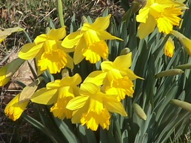 more daffodils