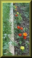 marigold line