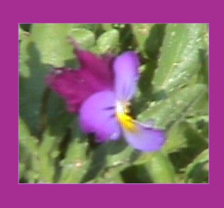 violet