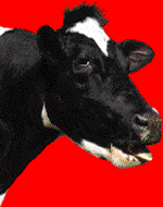cow