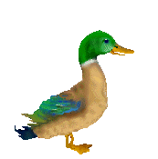 ducks
