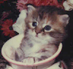 Aria in the pitcher