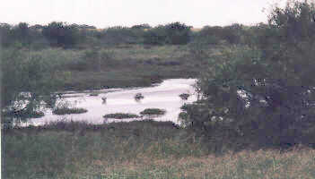 Wetlands