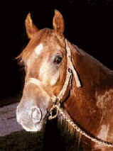 horse.jpg (7446 bytes)