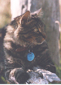 blue.gif (49180 bytes)