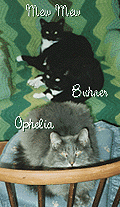 [our three cats]