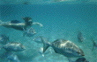 Visit SNORKEL BOB!