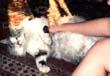 Furry cat, adored