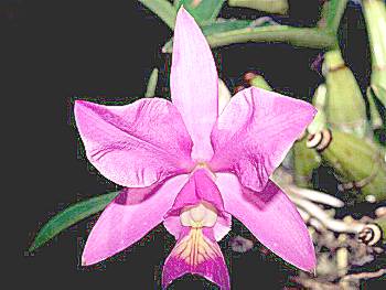 Orchid
