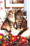 Kittens