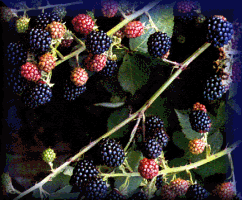 blackberries