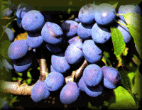 Plums