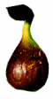 FIGS