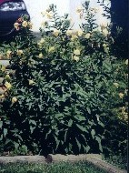 Evening Primrose