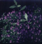 Pansies