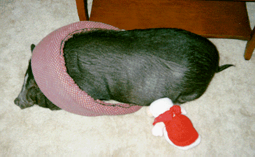 Hamlet Sleeping 1