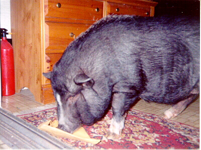Hamlet opening Christmas gift