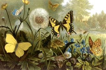 Butterfly Kisses